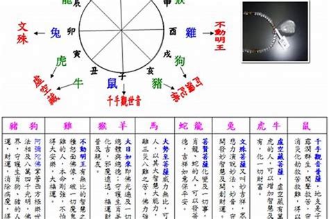 猫五行|猫属什么五行